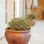 Βίλα Arabela